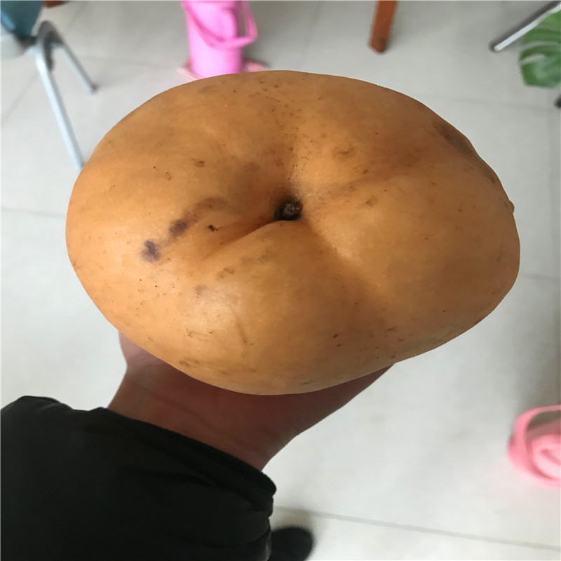 南水梨樹苗批發(fā)價(jià)格 三公分小梨樹價(jià)錢