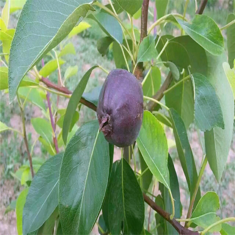 三公分小梨树三红梨梨树苗成熟季节