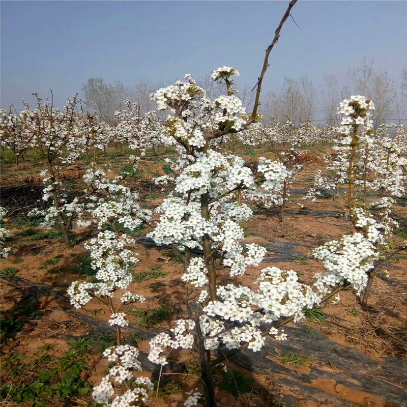 新高梨樹苗批發(fā)基地 四公分結(jié)果李樹成熟季節(jié)