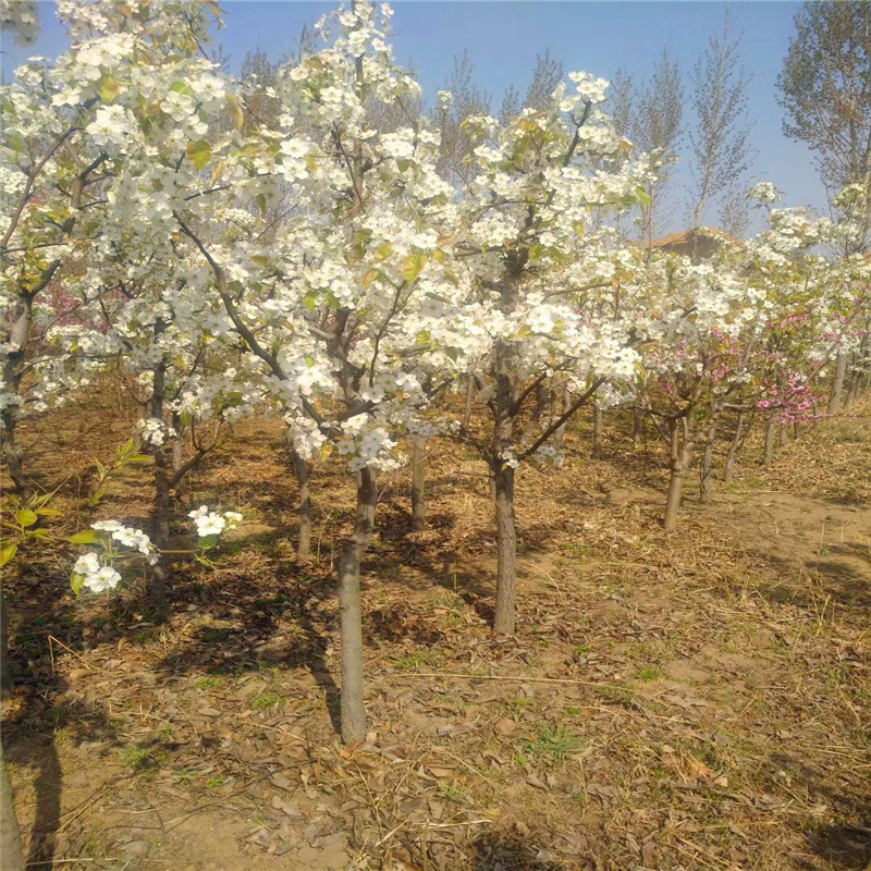 两年生嫁接梨苗批发基地 晚秀梨梨树苗价格及报价