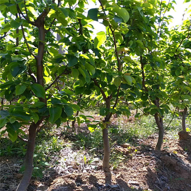 南水梨树苗一棵价钱 定植两年三公分梨树成熟季节