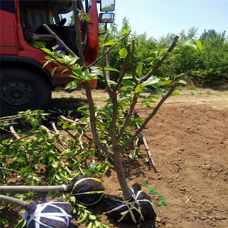 新品種梨樹苗金秋梨梨樹苗種植技術(shù)