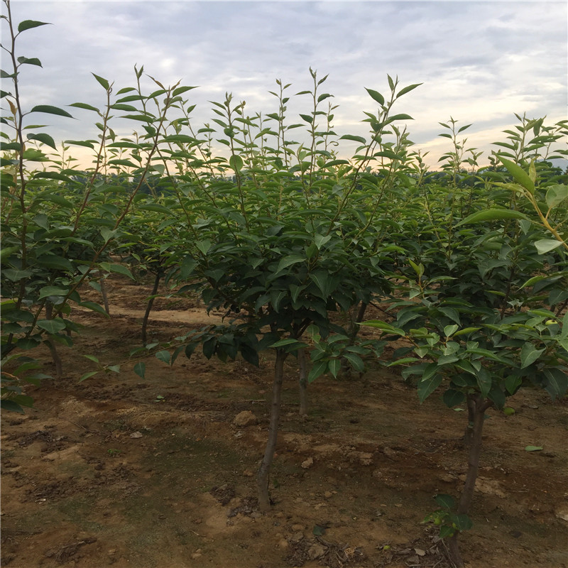 四公分結(jié)果李樹(shù)批發(fā)基地 圓黃梨樹(shù)苗種植技術(shù)