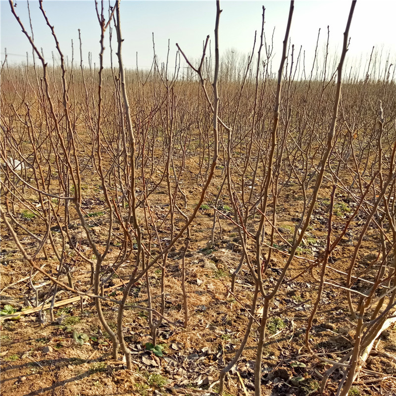 彩虹梨梨樹苗種植技術(shù) 2020年山東梨樹苗批發(fā)基地