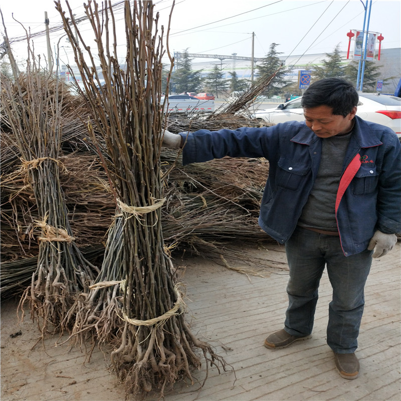 杜梨苗批发价格 五公分占地大梨树两年结果