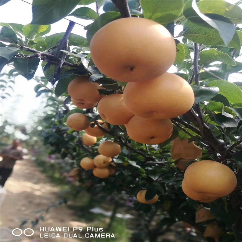 兩年生嫁接梨苗多錢(qián)一棵 黃寶石梨樹(shù)苗價(jià)格及報(bào)價(jià)