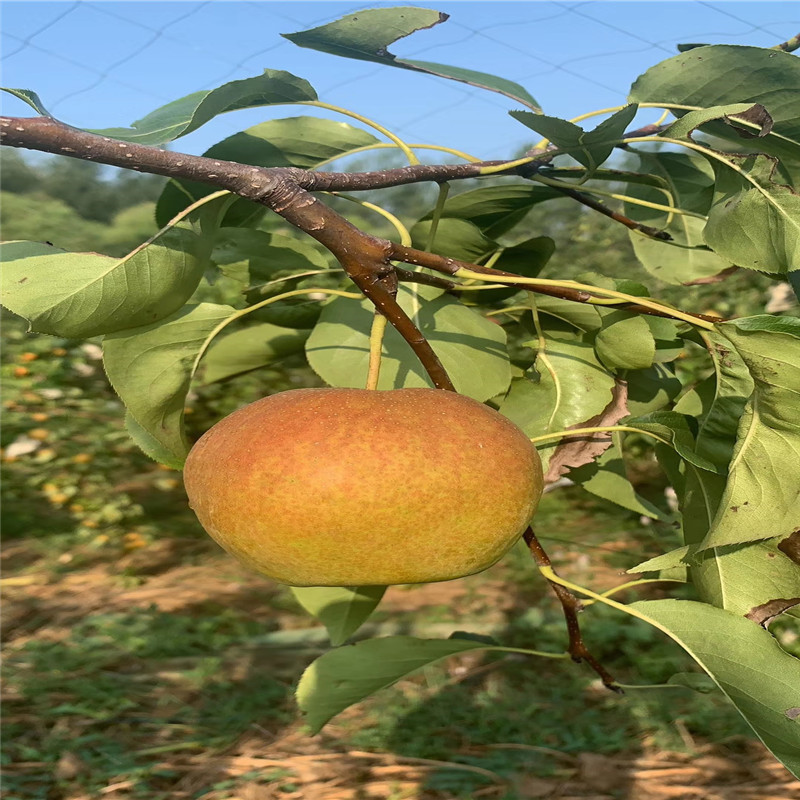 三公分小梨樹種植技術滿天星紅梨苗