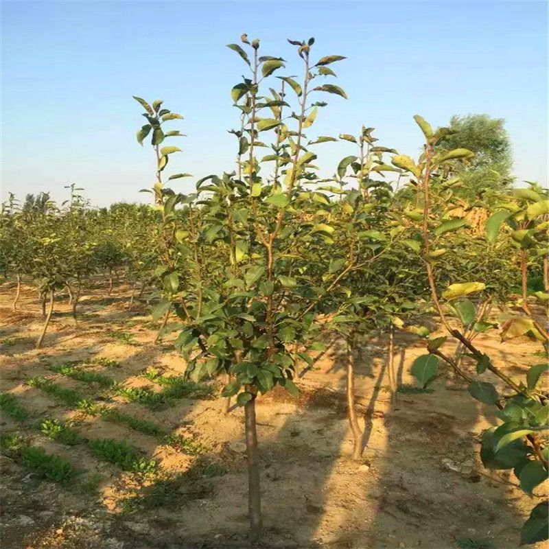 黃寶石梨樹苗種植季節(jié) 新品種梨樹苗兩年結(jié)果