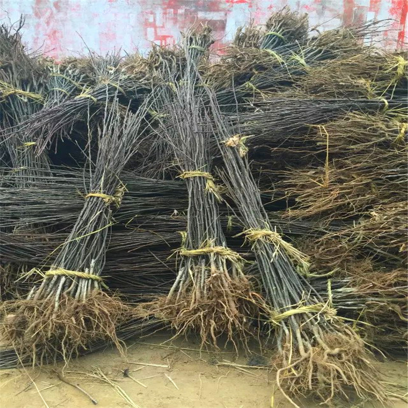 兩年生嫁接梨苗一棵價(jià)錢 紅梨苗基地報(bào)價(jià)