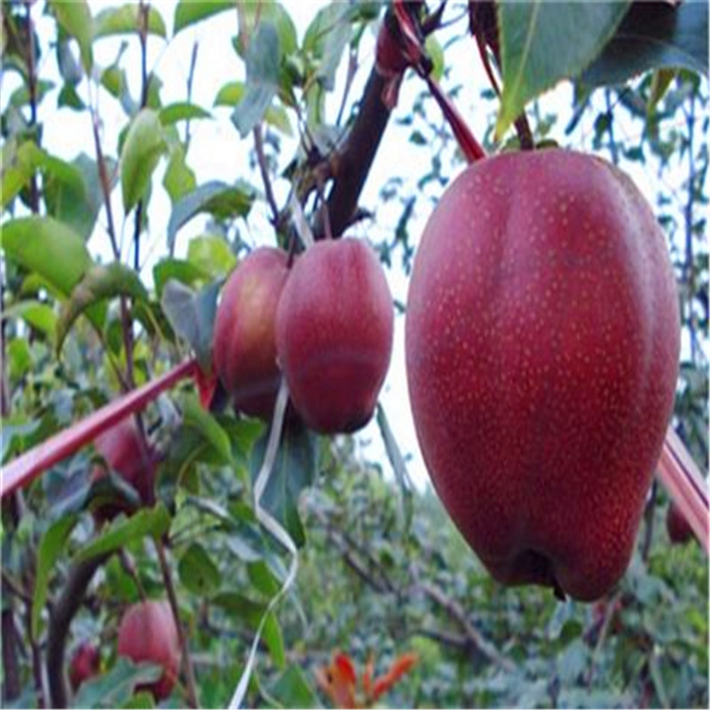 愛宕梨樹苗成熟季節(jié) 定植兩年梨樹批發(fā)基地
