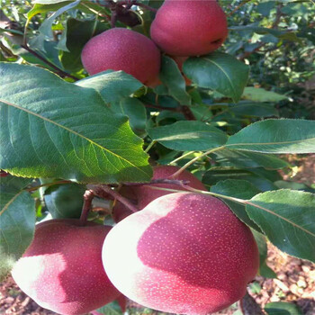 新品种梨树苗品种特色三公分小梨树每天报价