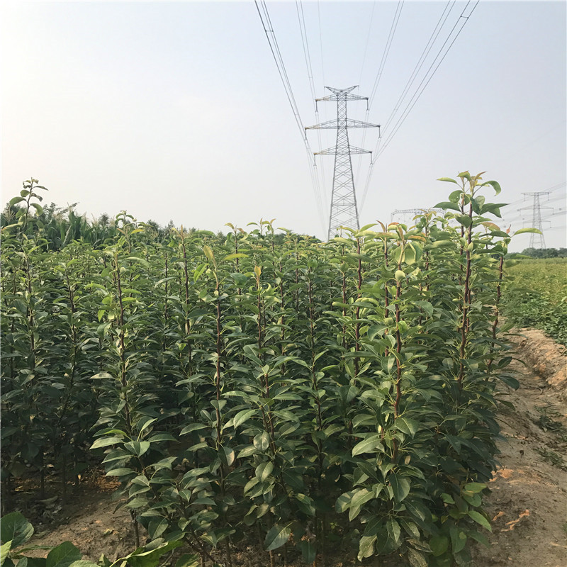 秋霜梨树苗种植季节 两年生嫁接梨苗两年结果