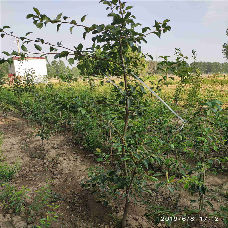 2020年山東梨樹苗每天報(bào)價(jià) 酥梨梨樹苗種植技術(shù)