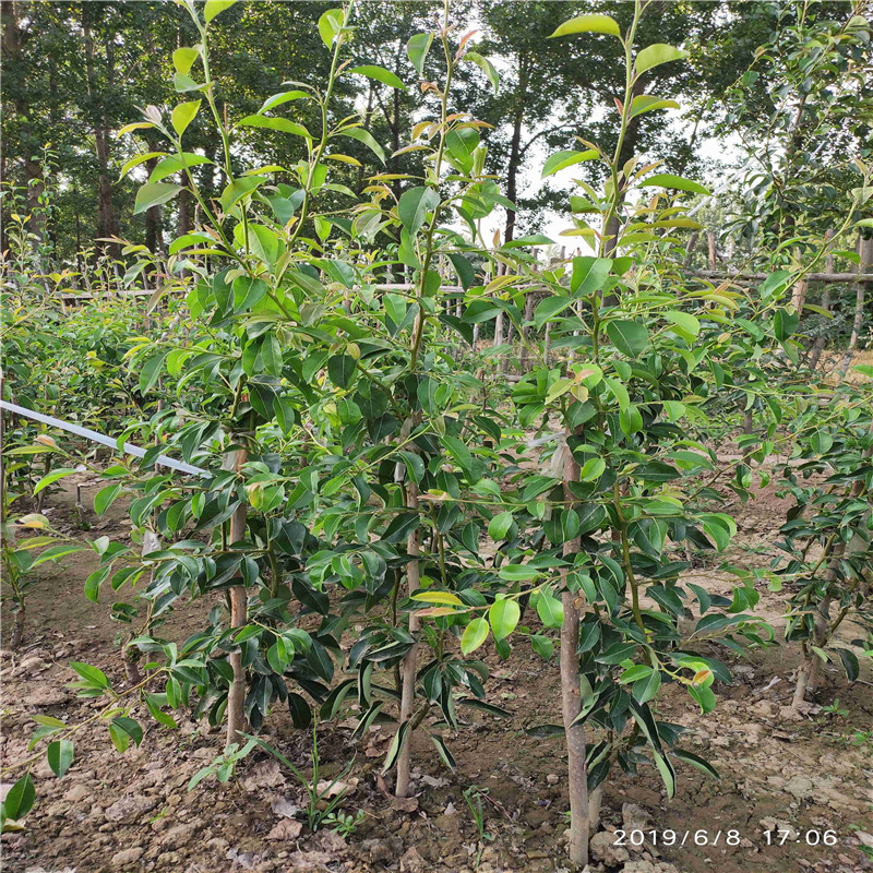 美人酥紅梨苗每天報價 2020年山東梨樹苗批發(fā)價格