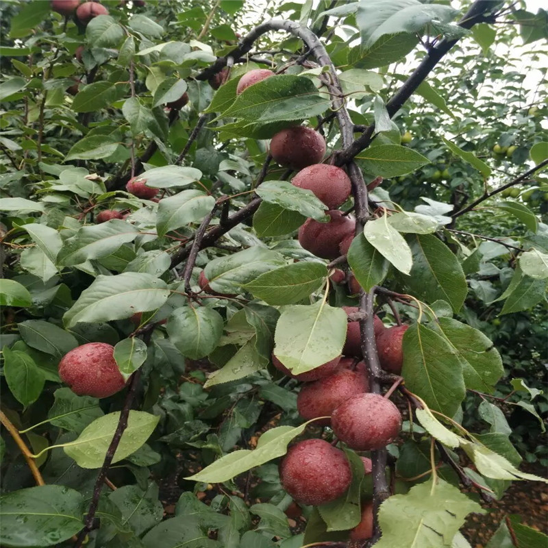 新品種梨樹苗美人酥紅梨苗成熟季節(jié)