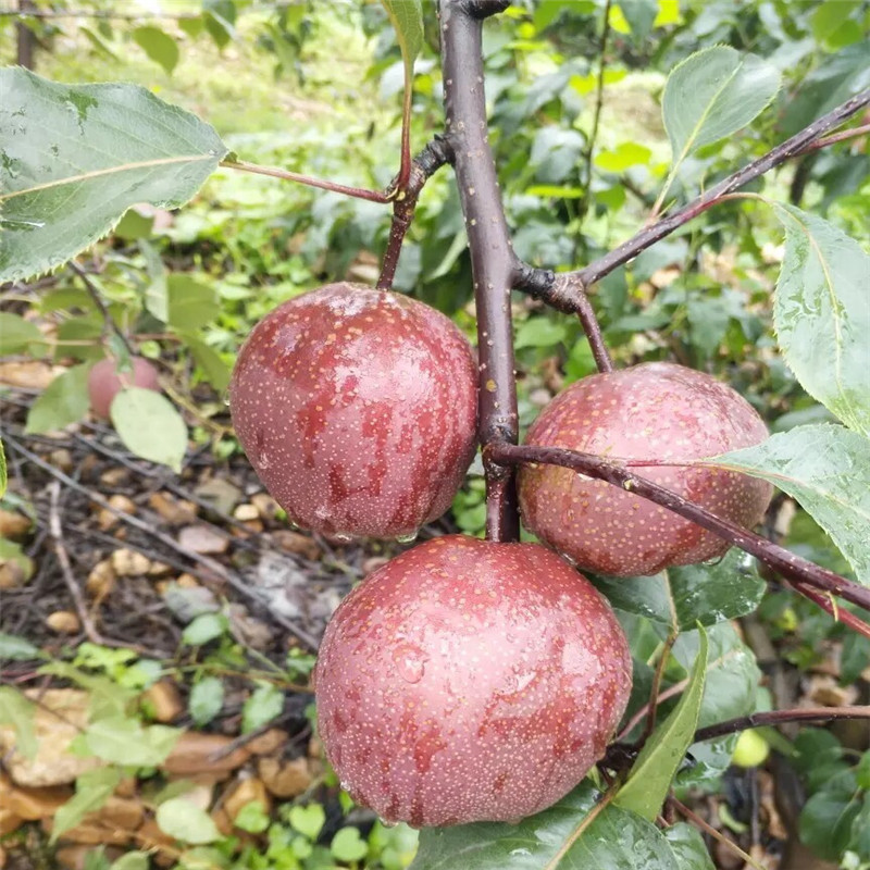 红梨苗成熟季节 优良品种梨树苗批发价钱