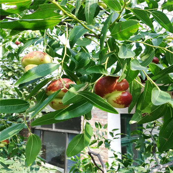 鸡心枣枣树苗市场报价两年生的鸡心枣枣树苗种植技术