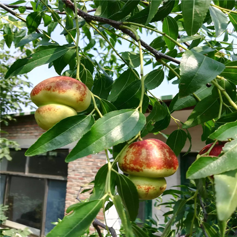 棗樹苗批發(fā)基地 兩年生的棗樹苗種植技術(shù)