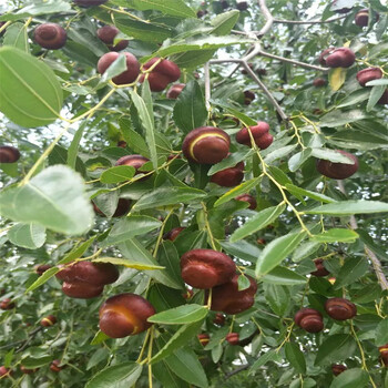 枣树苗销售电话地径一公分枣树苗批发基地