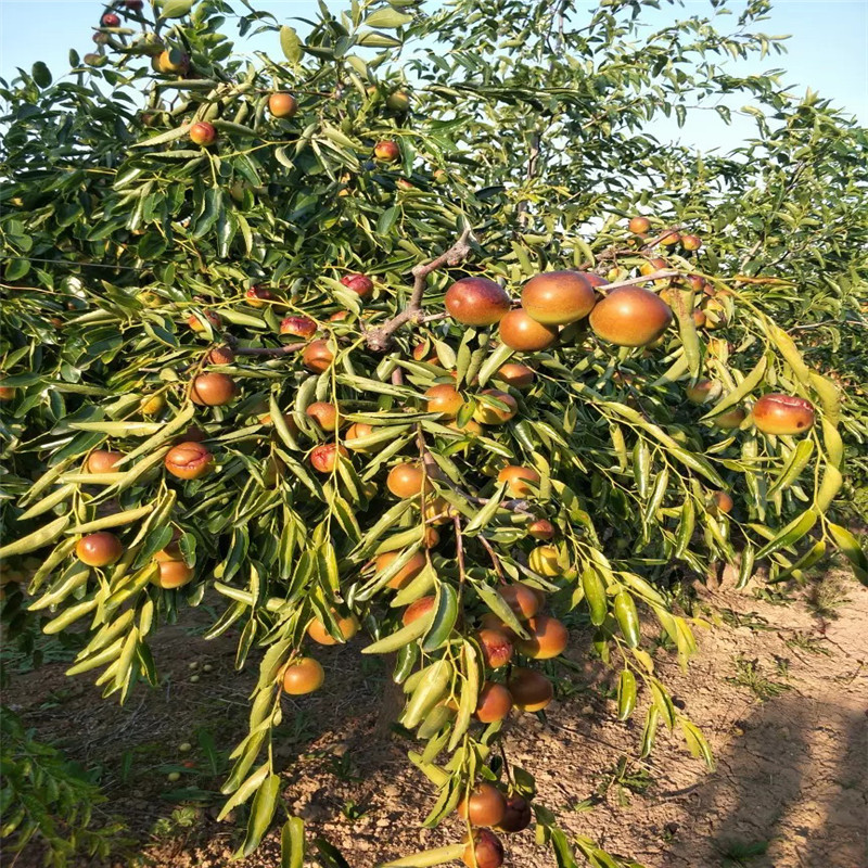 大青枣枣树苗价格及报价 20020年山东大青枣枣树苗品种特色