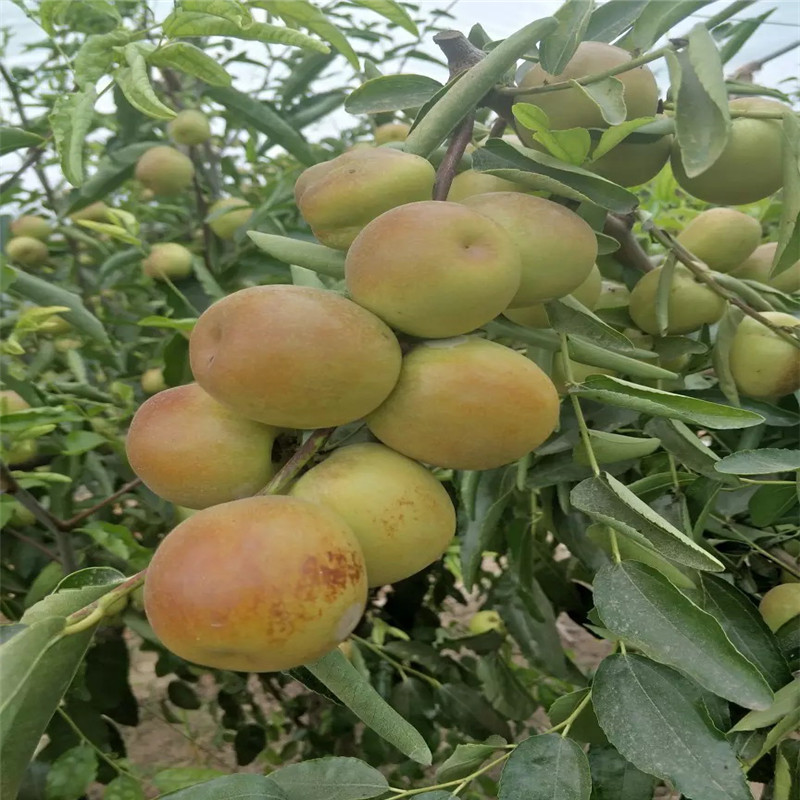 龙须枣枣树苗品种特点 20020年山东龙须枣枣树苗两年结果