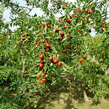 葫芦枣枣树苗市场报价两年生的葫芦枣枣树苗两年结果