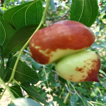 龙枣枣树苗每天报价两年生的龙枣枣树苗批发价格