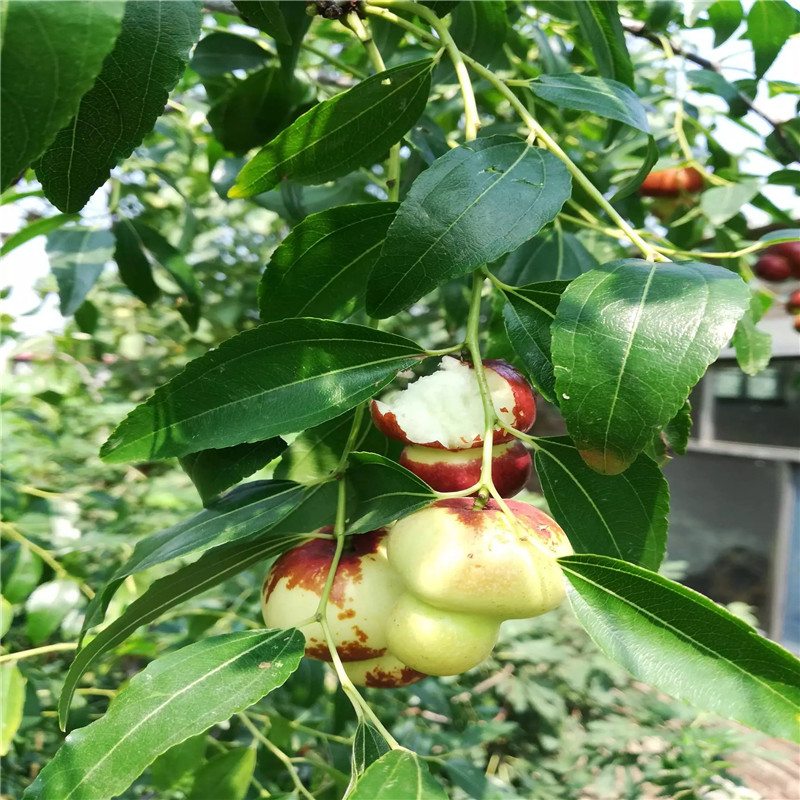 梨枣枣树苗每天报价 三公分结果梨枣枣树苗两年结果