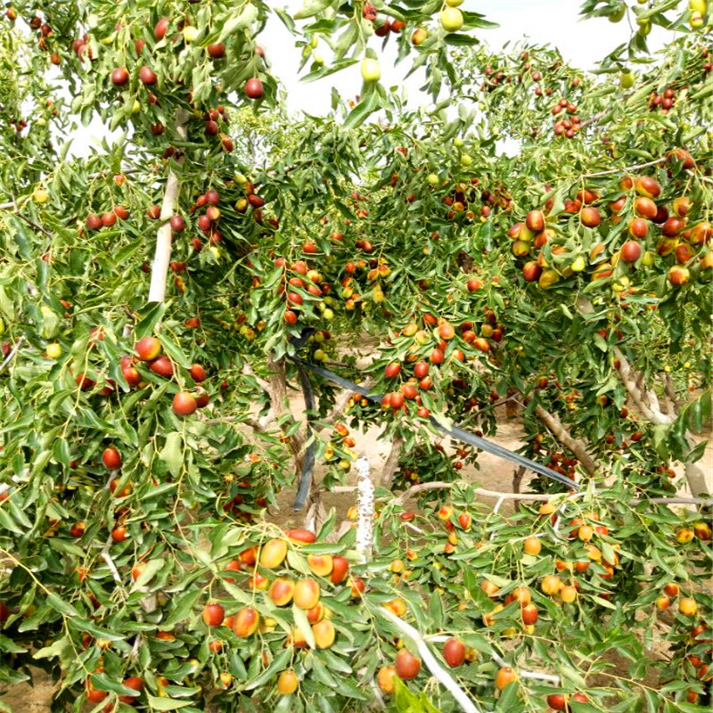 兩年生的龍須棗棗樹苗種植技術(shù)