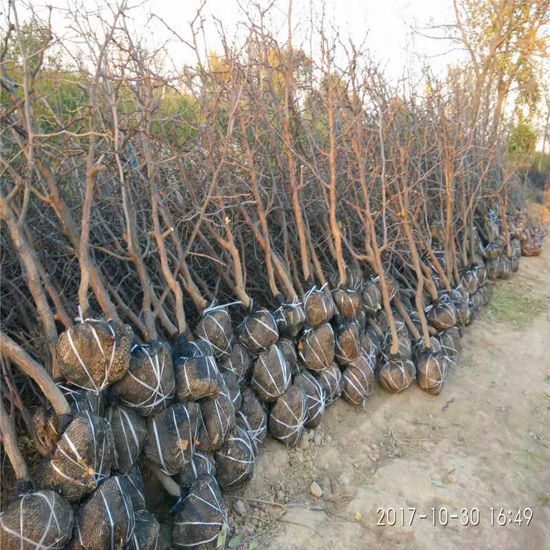 龙须枣枣树苗品种特点 定植两年的龙须枣枣树苗批发基地