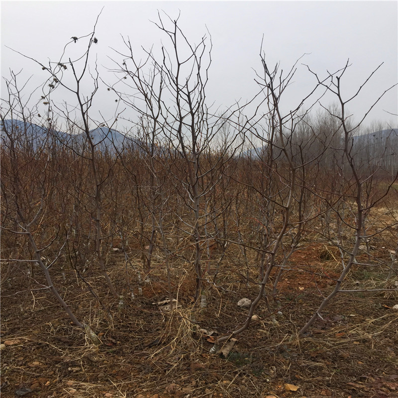 冬棗2號(hào)棗樹苗市場報(bào)價(jià) 地徑一公分冬棗2號(hào)棗樹苗苗場電話