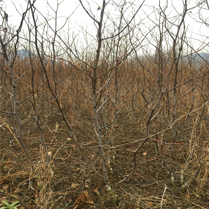 脆棗苗市場報價 占地大棗樹脆棗苗成熟季節