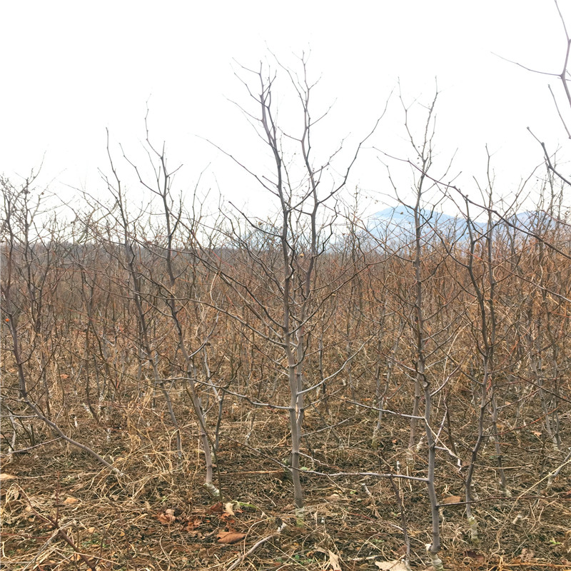 大青棗棗樹苗批發(fā)基地 地徑一公分大青棗棗樹苗兩年結(jié)果