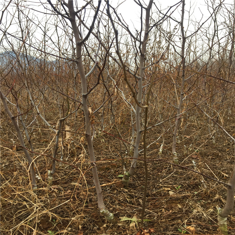 早脆王棗樹苗價格及報價 地徑一公分早脆王棗樹苗批發(fā)基地