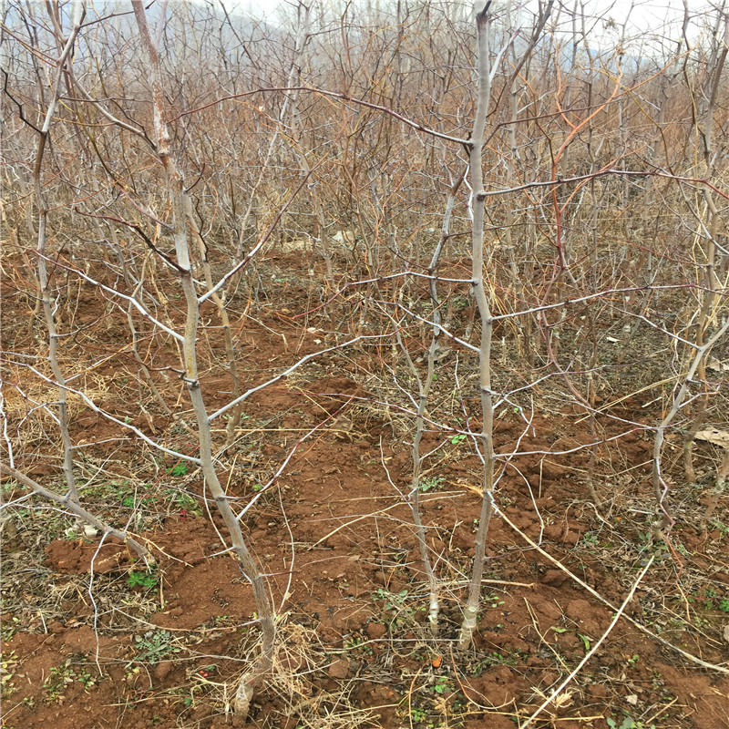 红枣树苗价格及报价 定植两年的红枣树苗种植季节