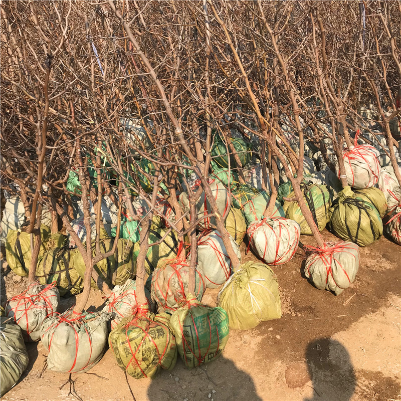 地徑一公分葫蘆棗棗樹苗價(jià)格及報(bào)價(jià)