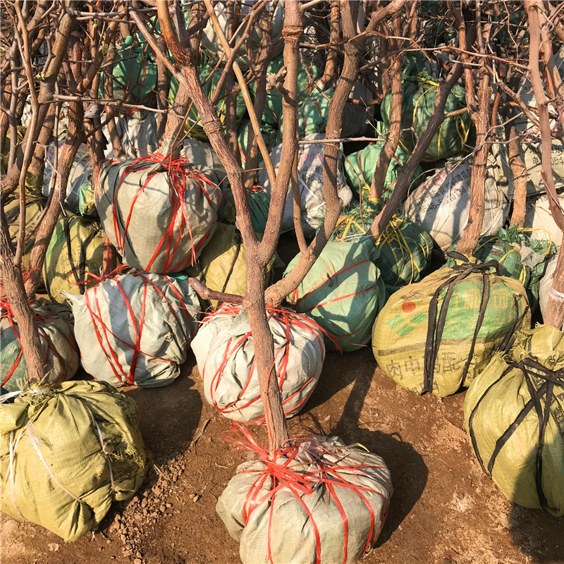 兩年生的龍須棗棗樹苗種植技術(shù)