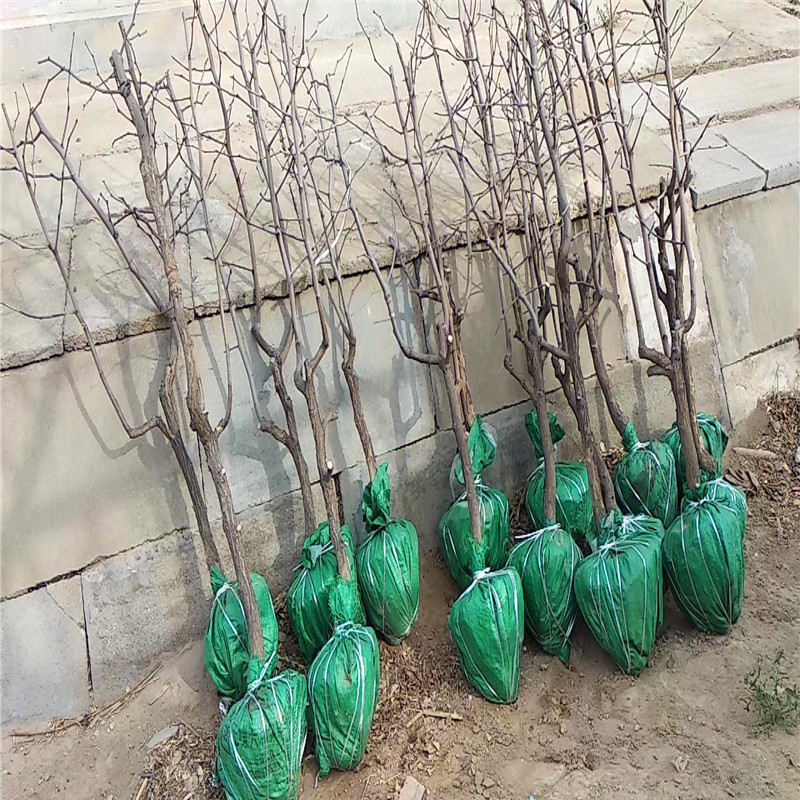 兩年生的龍須棗棗樹苗種植技術(shù)