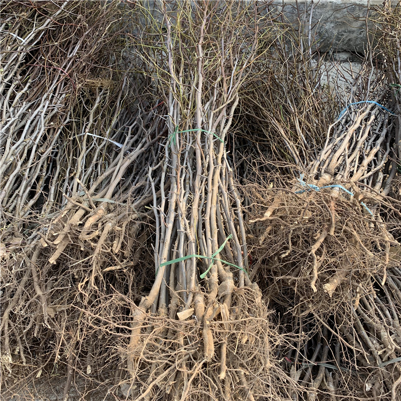 早脆王棗樹苗價格及報價 地徑一公分早脆王棗樹苗批發(fā)基地