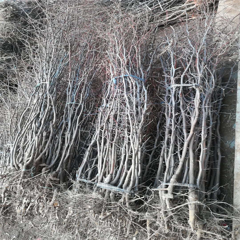 金絲四號棗樹(shù)苗批發(fā)基地 20020年山東金絲四號棗樹(shù)苗成熟季節