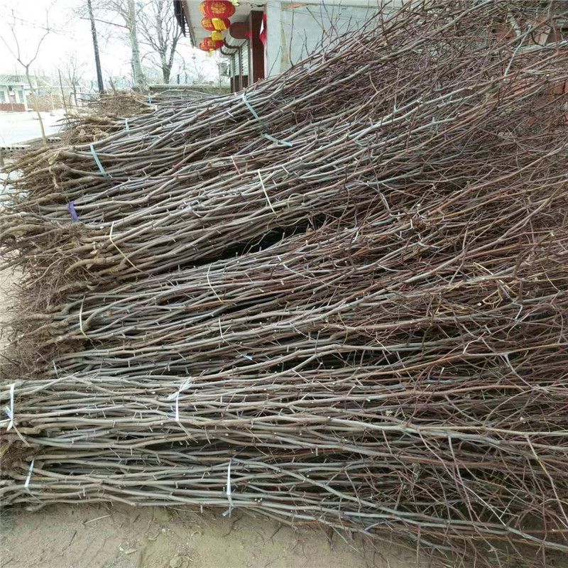 占地大棗樹葫蘆棗棗樹苗種植技術(shù)