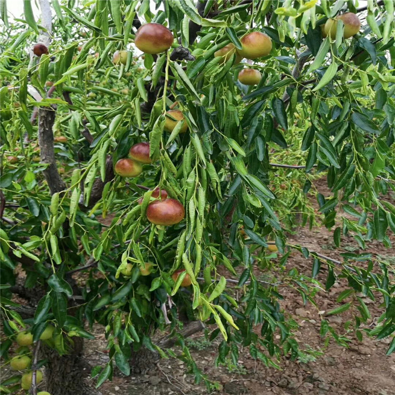 早脆王棗樹苗一棵價錢 定植兩年的早脆王棗樹苗兩年結果