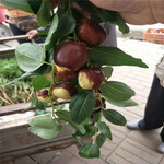 梨枣枣树苗当年结果大枣树每天报价