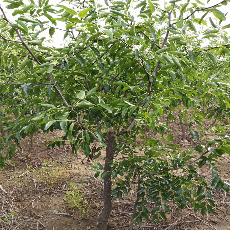 地径一公分大青枣枣树苗成熟季节