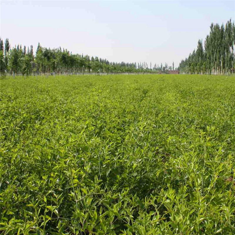 龙须枣枣树苗批发基地 定植两年的龙须枣枣树苗两年结果