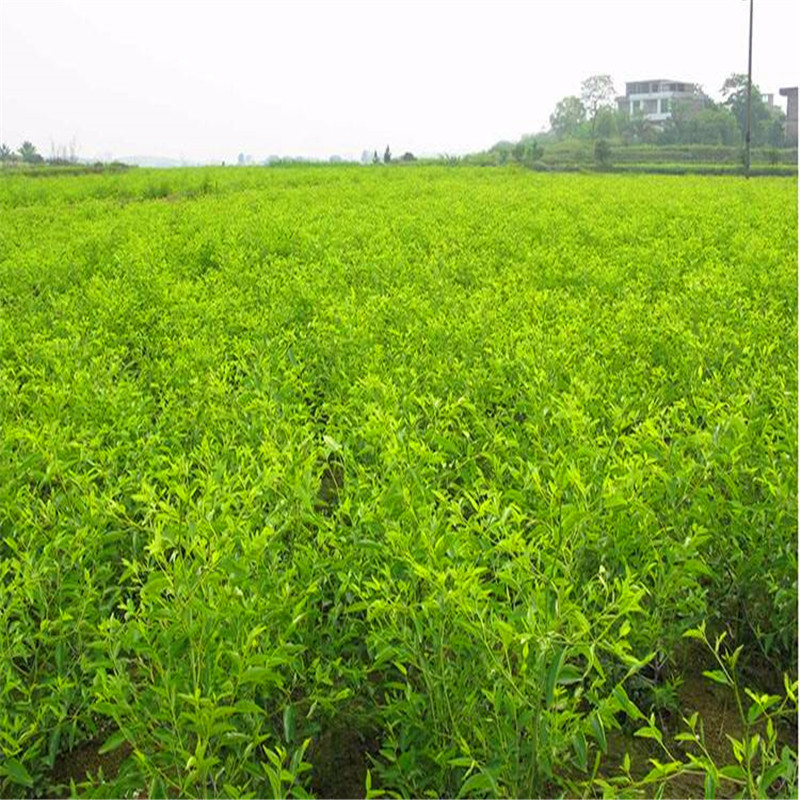 龍棗棗樹(shù)苗批發(fā)基地 兩年生的龍棗棗樹(shù)苗批發(fā)基地