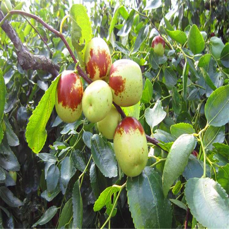 月牙棗棗樹苗品種特點(diǎn) 三公分結(jié)果月牙棗棗樹苗種植技術(shù)