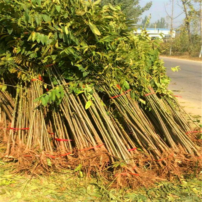 香椿小苗种植技术高度一米以上香椿小苗每天报价