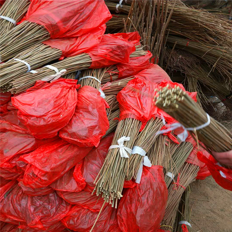 香椿苗成熟季节占地香椿苗品种特点