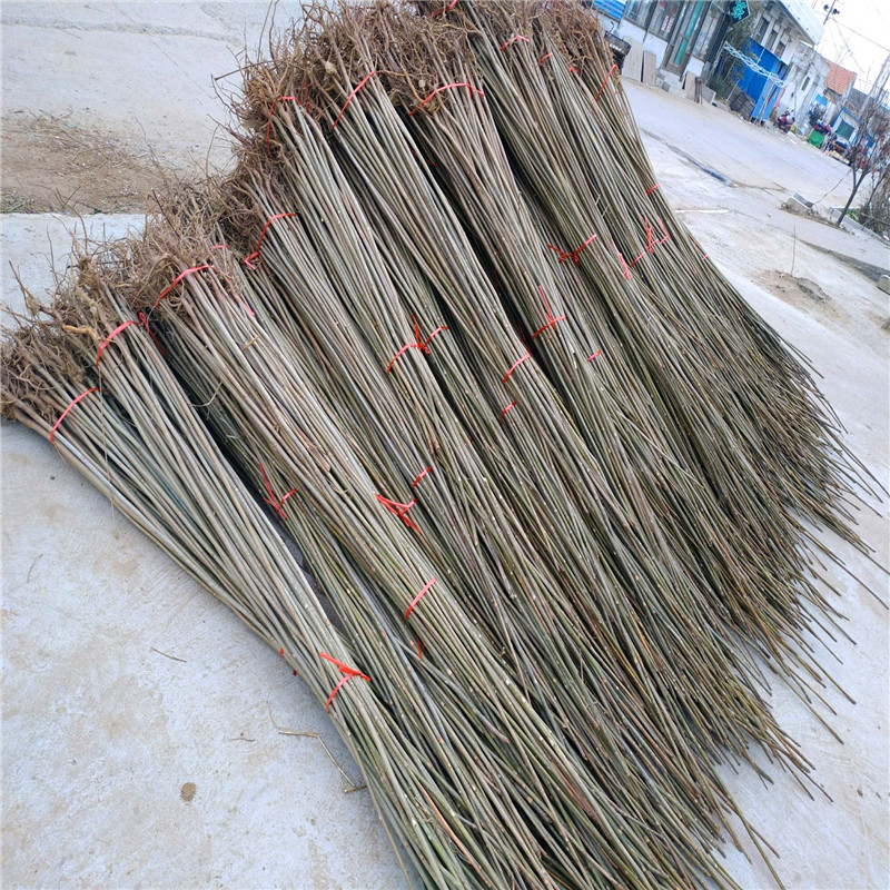 紅油香椿大苗種植技術(shù)占地紅油香椿大苗批發(fā)基地